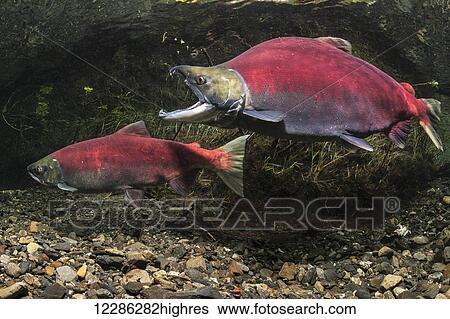 The male Sockeye Salmon (Oncorhynchus nerka) of the spawning pair being aggresive by gaping, Southcentral Alaska View Large Photo Image Stock Photograph - The male Sockeye Salmon (Oncorhynchus nerka) of the spawning pair being aggresive by gaping, Southcentral Alaska. Fotosearch