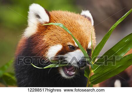 Stock Photograph - The Red Panda (Ailurus fulgens), or shining cat, is a small arboreal mammal and the only species of the genus Ailurus; Guangdong province, China. Fotosearch