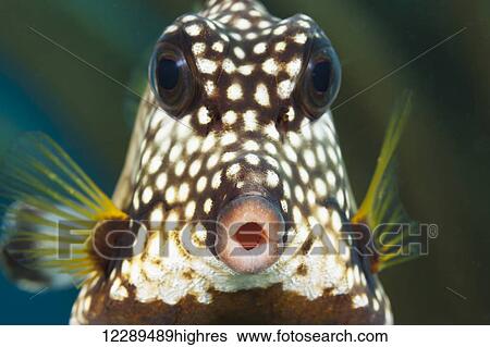 Stock Photograph - The smooth trunkfish (Lactophrys triqueter) is common on Caribbean reefs; Bonaire. Fotosearch