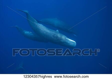 Stock Photograph - The sperm whale (Physeter macrocephalus) is the largest of all the toothed cetaceans, these are all females, photographed in the Indian Ocean; Sri Lanka. Fotosearch
