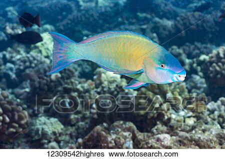 The terminal or final phase of a palenose parrotfish (Scarus psittacus); Hawaii, United States of America View Large Photo Image Stock Photograph - The terminal or final phase of a palenose parrotfish (Scarus psittacus); Hawaii, United States of America. Fotosearch