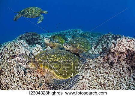 These green sea turtles (Chelonia mydas), an endangered species, have congregated at a cleaning station off the island of Maui; Maui, Hawaii, United States of America View Large Photo Image Stock Photograph - These green sea turtles (Chelonia mydas), an endangered species, have congregated at a cleaning station off the island of Maui; Maui, Hawaii, United States of America. Fotosearch