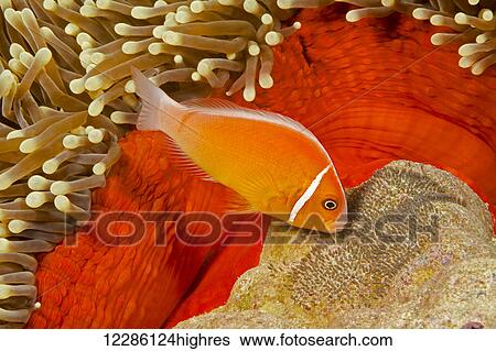 Stock Photograph - This common anemone fish (Amphiprion perideraion) is most often found associated with the anemone, Heteractis magnifica, as pictured here along with its egg mass beside their home; Yap, Micronesia. Fotosearch