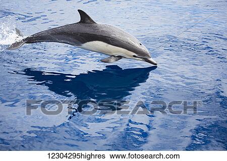 Stock Photograph - This common dolphin (Delphinus delphis) was one in a school of over 1000 in the pacific ocean, off the coast of Mexico; Mexico. Fotosearch