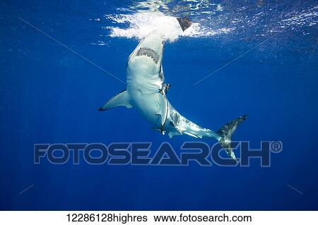 Stock Photograph - This great white shark (Carcharodon carcharias) was photographed attempting to bite a piece of bait used to attract it to the photographer who was in a protective cage; Guadalupe Island, Mexico. Fotosearch