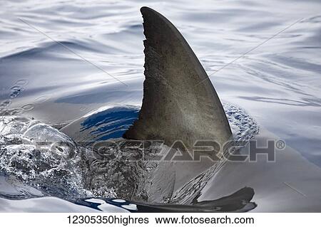 This great white shark (Carcharodon carcharias) was photographed with its fin slicing the surface; Guadalupe Island, Mexico View Large Photo Image Stock Photograph - This great white shark (Carcharodon carcharias) was photographed with its fin slicing the surface; Guadalupe Island, Mexico. Fotosearch