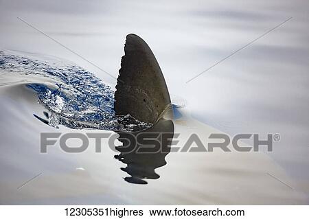 Stock Photograph - This great white shark (Carcharodon carcharias) was photographed with its fin breaking the surface; Guadalupe Island, Mexico. Fotosearch