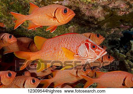 Stock Photograph - This longjaw squirrelfish (Sargocentron spiniferum) is the largest species of this family and appears quite at home in this school of big scale soldierfish (Myripristis berndti); Hawaii, United States of America. Fotosearch
