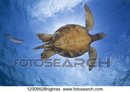 Stock Photograph - This male green sea turtle (Chelonia mydas), an endangered species, is being followed closely by a spotted unicorn fish (Naso brevirostris); Hawaii, United States of America. Fotosearch