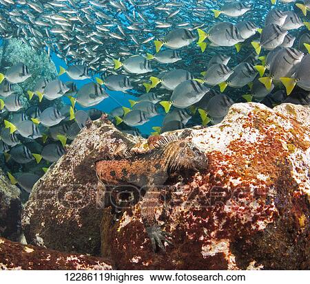 Stock Photograph - This marine iguana (Amblyrhynchus cristatus), (endemic) feeding underwater on algae, schooling black striped salema (Xenocys jessiae) and yellowtail surgeonfish (Prionurus punctatus) are in the background; Galapagos Islands, Ecuador. Fotosearch