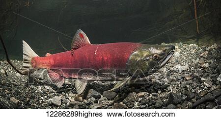 Stock Photograph - This mature Sockeye Salmon (Oncorhynchus nerka) female sports an unusual red dash on her dorsal fin, Southcentral Alaska. Fotosearch