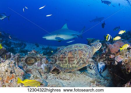 Stock Photograph - This may be the only time a green sea turtle (Chelonia mydas), an endangered species, has arrived at a shark feeding that includes bull sharks (Carcharhinus leucas) in Bequ Lagoon; Fiji. Fotosearch
