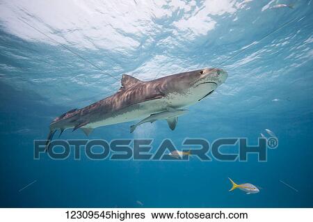 Stock Photograph - This tiger shark (Galeocerdo cuvier) was attracted with bait to be photograhed; Bahamas. Fotosearch