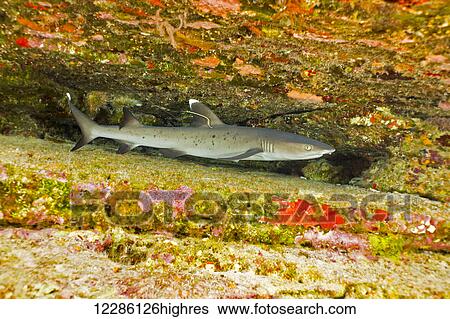 Stock Photograph - This young whitetip reef shark (Triaenodon obesus) is sporting a tag which may be used to collect data regarding its growth and assist in the management of future generations; Hawaii, United States of America. Fotosearch