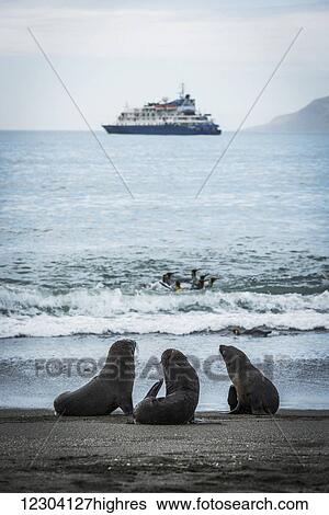 Stock Photograph - Three Antarctic fur seals (Aptenodytes patagonicus) with ship behind; Antarctica. Fotosearch