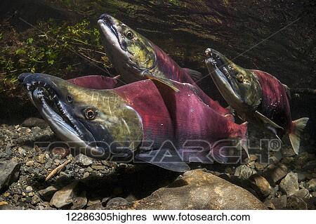 Stock Photograph - Three competing males surround a female Sockeye Salmon (Oncorhynchus nerka) in an Alaskan stream during late summer.. Fotosearch