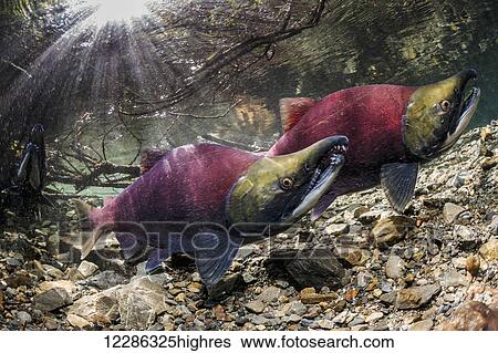 Three male Sockeye Salmon (Oncorhynchus nerka) competing to spawn with one female during early summer in an Alaskan stream. View Large Photo Image Stock Photograph - Three male Sockeye Salmon (Oncorhynchus nerka) competing to spawn with one female during early summer in an Alaskan stream.. Fotosearch