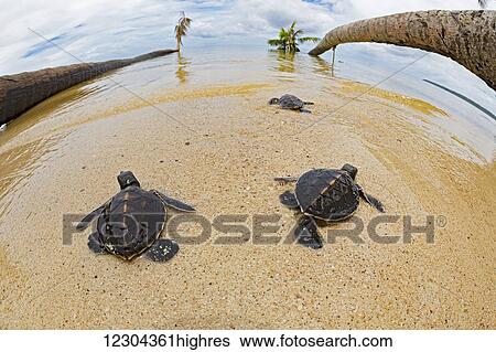 Stock Photograph - Three newly hatched baby green sea turtles (Chelonia mydas), an endangered species, makes thier way across the beach to the ocean off the island of Yap; Yap, Micronesia. Fotosearch