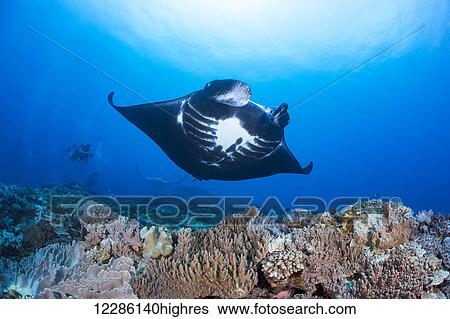 Stock Photograph - Three reef manta rays (Manta alfredi) cruise over Manta Reef off the island of Kadavu; Kadavu, Fiji. Fotosearch
