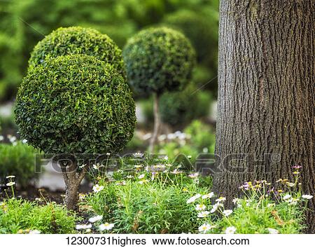 Topiary in the English Garden of Assiniboine Park; Winnipeg, Manitoba, Canada View Large Photo Image Stock Photograph - Topiary in the English Garden of Assiniboine Park; Winnipeg, Manitoba, Canada. Fotosearch