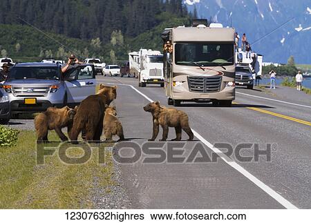 Tourists and traffic look on while a mother Brown bear and three cubs wait on a fourth cub to cross Dayville road near Valdez, Southcentral Alaska, USA View Large Photo Image Stock Photograph - Tourists and traffic look on while a mother Brown bear and three cubs wait on a fourth cub to cross Dayville road near Valdez, Southcentral Alaska, USA. Fotosearch
