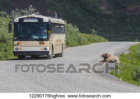 Stock Photograph - Tourists on bus view a grizzly bear laying the on the side of the park road, Denali National Park and Preserve, Interior Alaska, Summer.. Fotosearch