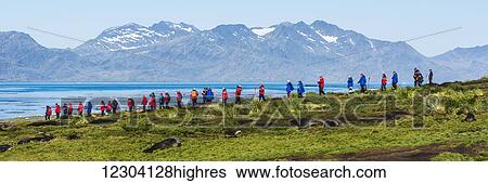 Tourists on horizon with Antarctic fur seals (Aptenodytes patagonicus) on ground; Antarctica View Large Photo Image Stock Photograph - Tourists on horizon with Antarctic fur seals (Aptenodytes patagonicus) on ground; Antarctica. Fotosearch