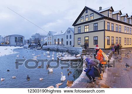 Stock Photograph - Tourists wearing jackets and hats stand at the edge taking photos of swans and ducks in the Tjornin (the pond) in central Reykjavik; Reykjavik, Iceland. Fotosearch