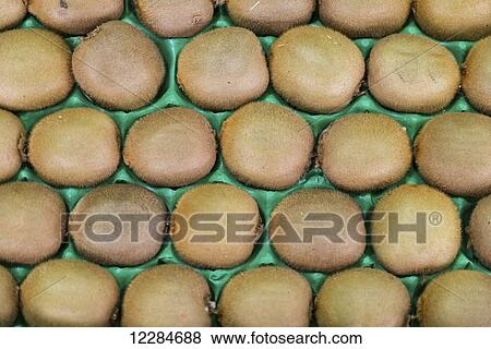 Tray of kiwi at the Tshwane Fresh Produce Market; Pretoria, Gauteng, South Africa View Large Photo Image Stock Photo - Tray of kiwi at the Tshwane Fresh Produce Market; Pretoria, Gauteng, South Africa. Fotosearch