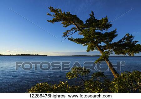 Stock Photograph - Tree by Balsam Lake at sunrise; Ontario, Canada. Fotosearch