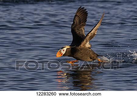 Tufted puffin (Fratercula cirrhata) taking off, Kodiak Island, Southwest Alaska, summer View Large Photo Image Stock Image - Tufted puffin (Fratercula cirrhata) taking off, Kodiak Island, Southwest Alaska, summer. Fotosearch