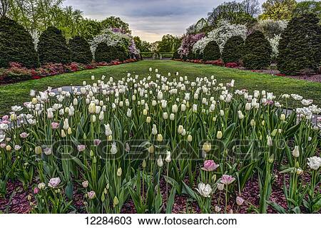 Stock Image - Tulip garden, Brooklyn Botanic Garden; New York City, New York, United States of America. Fotosearch