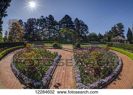 Tulip garden, New York Botanical Garden; New York City, New York, United States of America View Large Photo Image Stock Image - Tulip garden, New York Botanical Garden; New York City, New York, United States of America. Fotosearch