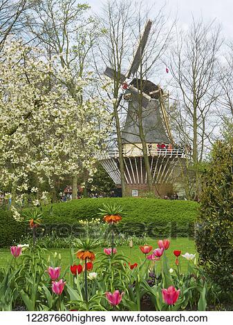 Stock Photograph - Tulips and windmill at Keukenhof Gardens; Amsterdam, Holland. Fotosearch