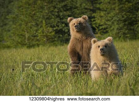 Stock Photograph - Twin Brown Bear cubs standing in grass, Lake Clark National Park, Southcentral Alaska, USA. Fotosearch