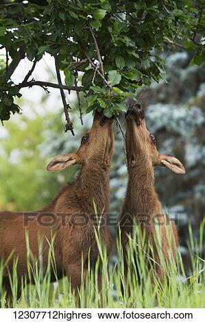 Stock Photograph - Twin moose calves feed on high leaves in a tree in Anchorage, Alaska in Summer. Southcentral Alaska.. Fotosearch