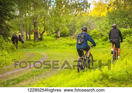 Stock Photograph - Two bicyclist ride cautiously by a moose cow on a trail in Kincaid Park in Anchorage, Alaska.. Fotosearch
