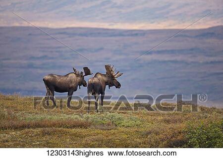 Two bull moose (Alces alces) stand on open shrub tundra, Denali National Park and Preserve, Interior Alaska, Autumn View Large Photo Image Stock Photograph - Two bull moose (Alces alces) stand on open shrub tundra, Denali National Park and Preserve, Interior Alaska, Autumn. Fotosearch