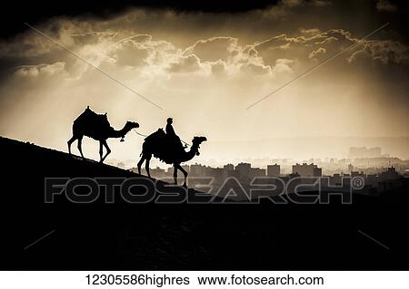 Stock Photograph - Two camels and a rider walk in front of Giza, Egypt at sunset; Giza, Egypt. Fotosearch