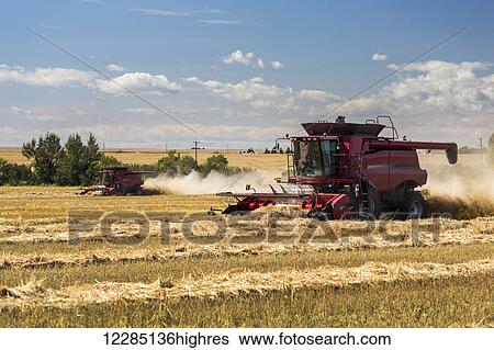 Two combines harvesting rows of barley with blue sky and clouds; Acme, Alberta, Canada View Large Photo Image Stock Photograph - Two combines harvesting rows of barley with blue sky and clouds; Acme, Alberta, Canada. Fotosearch