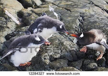 Two Gentoo Penguin (Pygoscelis papua) chicks begging to be fed at Almirante Brown Antarctic Base, Antarctic Peninsula; Antarctica View Large Photo Image Stock Photo - Two Gentoo Penguin (Pygoscelis papua) chicks begging to be fed at Almirante Brown Antarctic Base, Antarctic Peninsula; Antarctica. Fotosearch