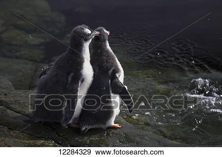 Two Gentoo Penguin (Pygoscelis papua) chicks at Almirante Brown Antarctic Base, Antarctic Peninsula; Antarctica View Large Photo Image Stock Photo - Two Gentoo Penguin (Pygoscelis papua) chicks at Almirante Brown Antarctic Base, Antarctic Peninsula; Antarctica. Fotosearch