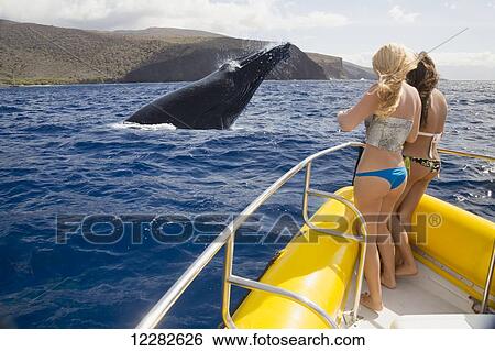 Two girls on a whale watching boat out of Lahaina, Maui, get a close up look at a breaching humpback whale (Megaptera novaeangliae) off the island of Lanai; Lanai, Hawaii, United States of America View Large Photo Image Stock Photograph - Two girls on a whale watching boat out of Lahaina, Maui, get a close up look at a breaching humpback whale (Megaptera novaeangliae) off the island of Lanai; Lanai, Hawaii, United States of America. Fotosearch