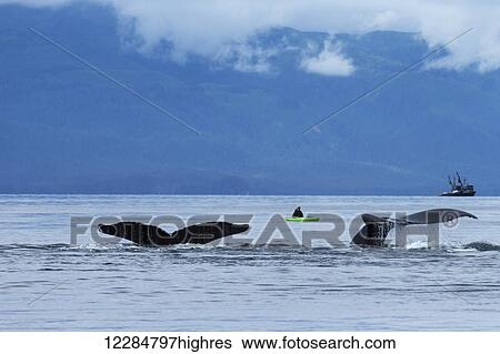 Stock Photograph - Two Humpback whales submerge in the calm waters of the Inside Passage as a kayaker watches beyond, Chatham Strait, Southeast Alaska. Fotosearch