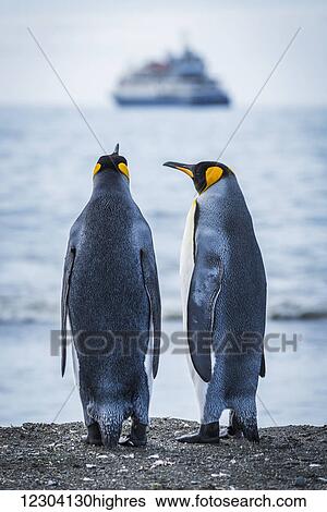 Stock Photograph - Two king penguins (Aptenodytes patagonicus) looking at blurred ship; Antarctica. Fotosearch