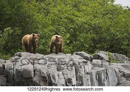 Stock Photograph - Two yearling brown bear cubs stand atop a rock outcrop in Kukak Bay, Katmai National Park & Preserve, Alaska.. Fotosearch