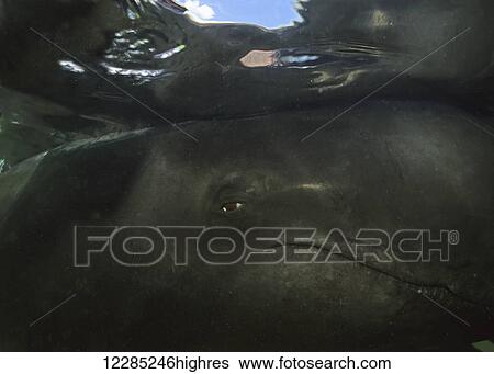 Stock Photograph - Underwater close up of a Pilot whale, Florida, USA. Fotosearch