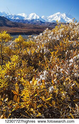 Stock Photograph - View of Denali and Autumn colors, Denali National Park & Preserve. September during Road Lottery.. Fotosearch