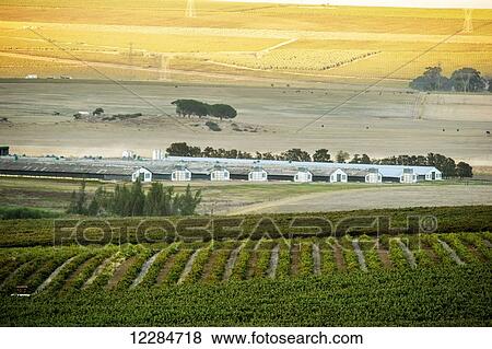 Vineyard and farmland at dusk; Stellenbosch, Western Cape, South Africa View Large Photo Image Stock Photo - Vineyard and farmland at dusk; Stellenbosch, Western Cape, South Africa. Fotosearch