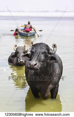 Water buffalo (Bubalus bubalis) wade ashore from the Ganges river while a man and a woman tend a boat behind them; Varanasi, Uttar Pradesh, India View Large Photo Image Stock Photograph - Water buffalo (Bubalus bubalis) wade ashore from the Ganges river while a man and a woman tend a boat behind them; Varanasi, Uttar Pradesh, India. Fotosearch